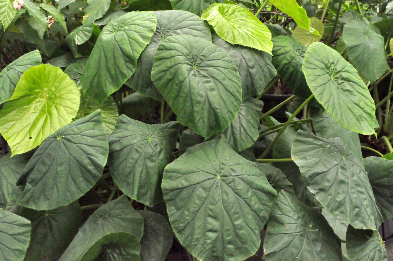 B. ‘nelumbiifolia ‘Rubrovenia’’